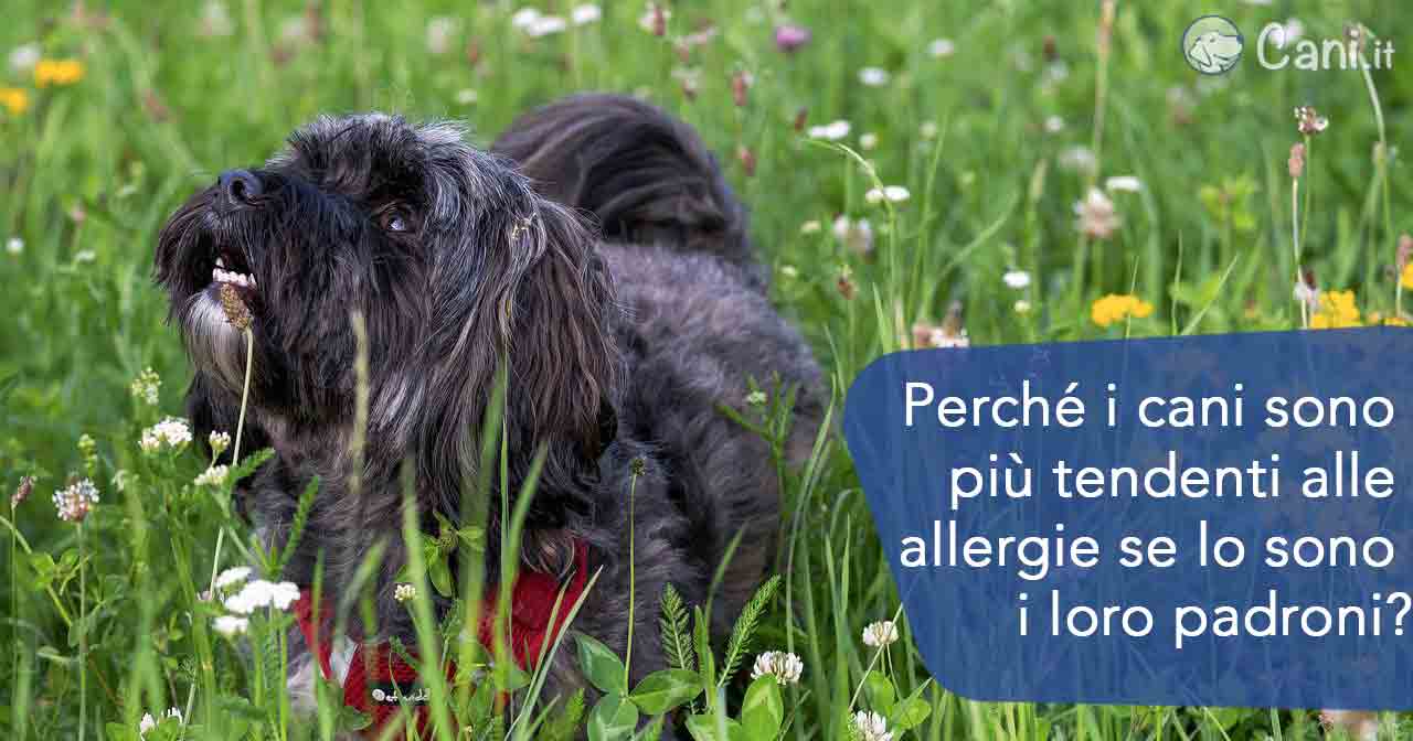 Cani allergie coni padroni