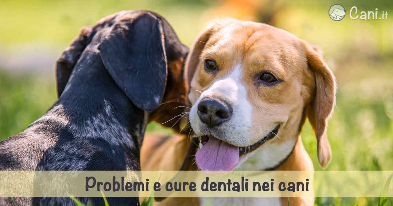 Problemi e cure dentali nei cani