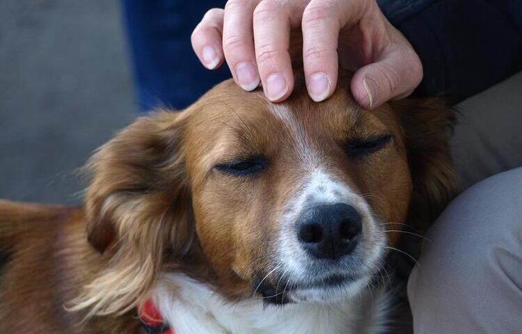 Ai Cani piace il massaggio su pancia e orecchie