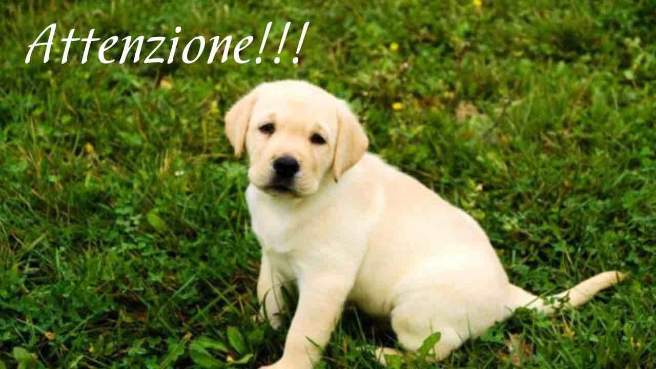 sverminazione nel cane