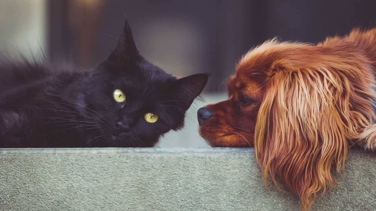 Cane e gatto gesto di empatia