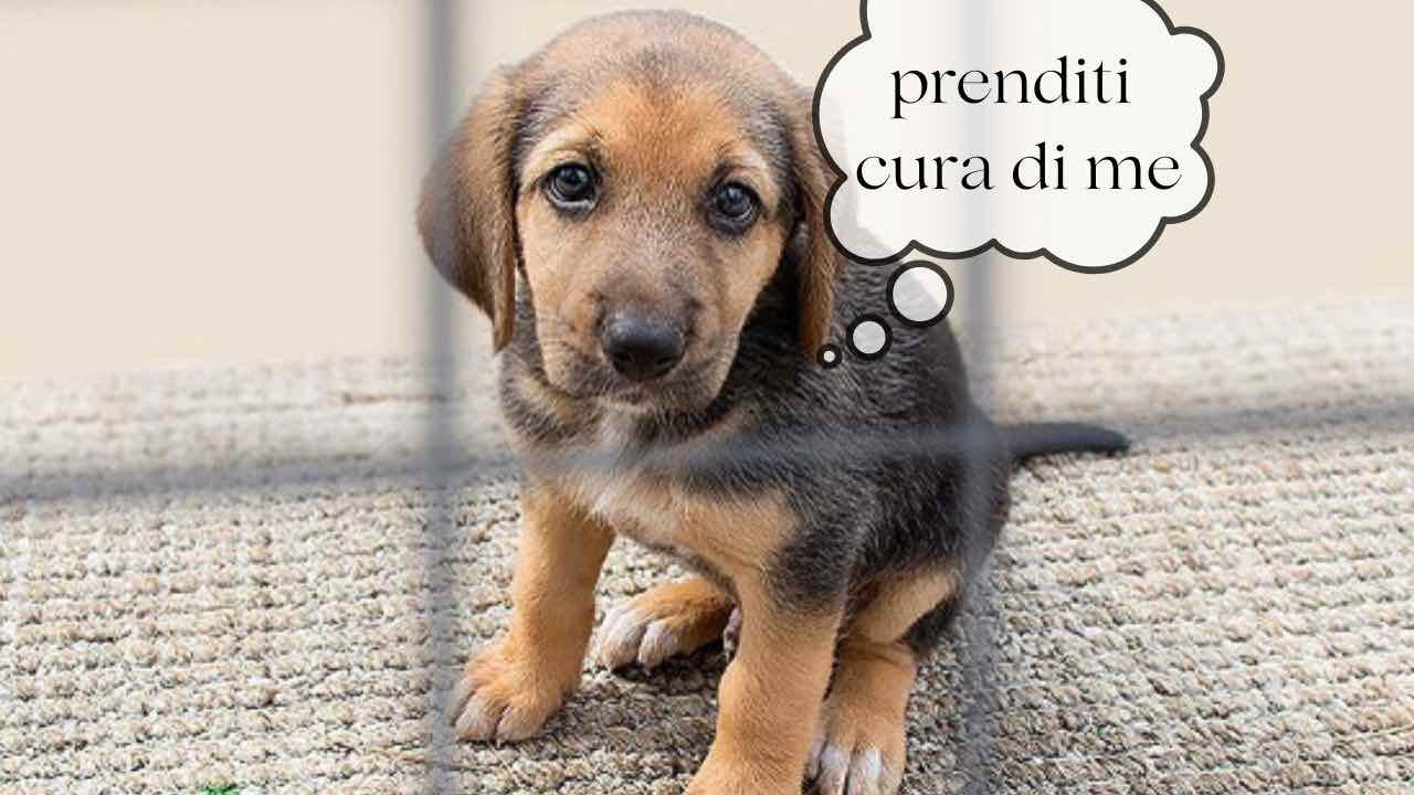 consigli cucciolo dal canile