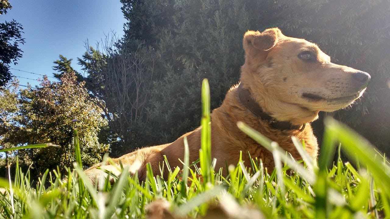 Perché ai cani piace stare al sole