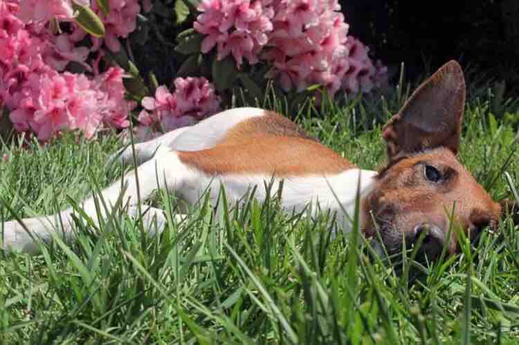 Scopri perché ai cani piace sdraiarsi al sole