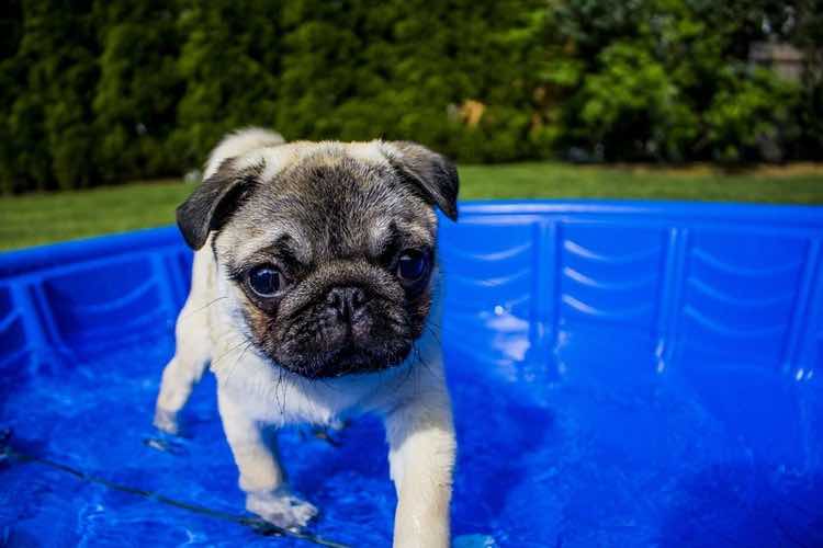 Tappetino refrigerante per cani e piscina per cani