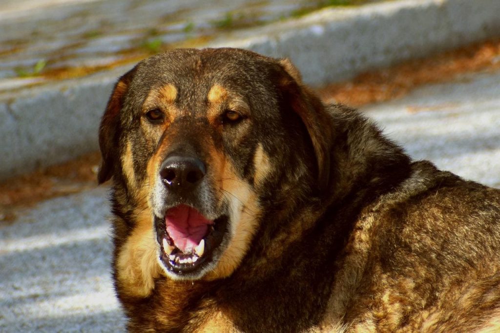 Esiste un modo per far smettere i cani di abbaiare! Provalo anche tu