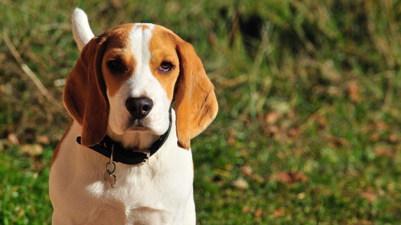 beagle torna dopo due anni