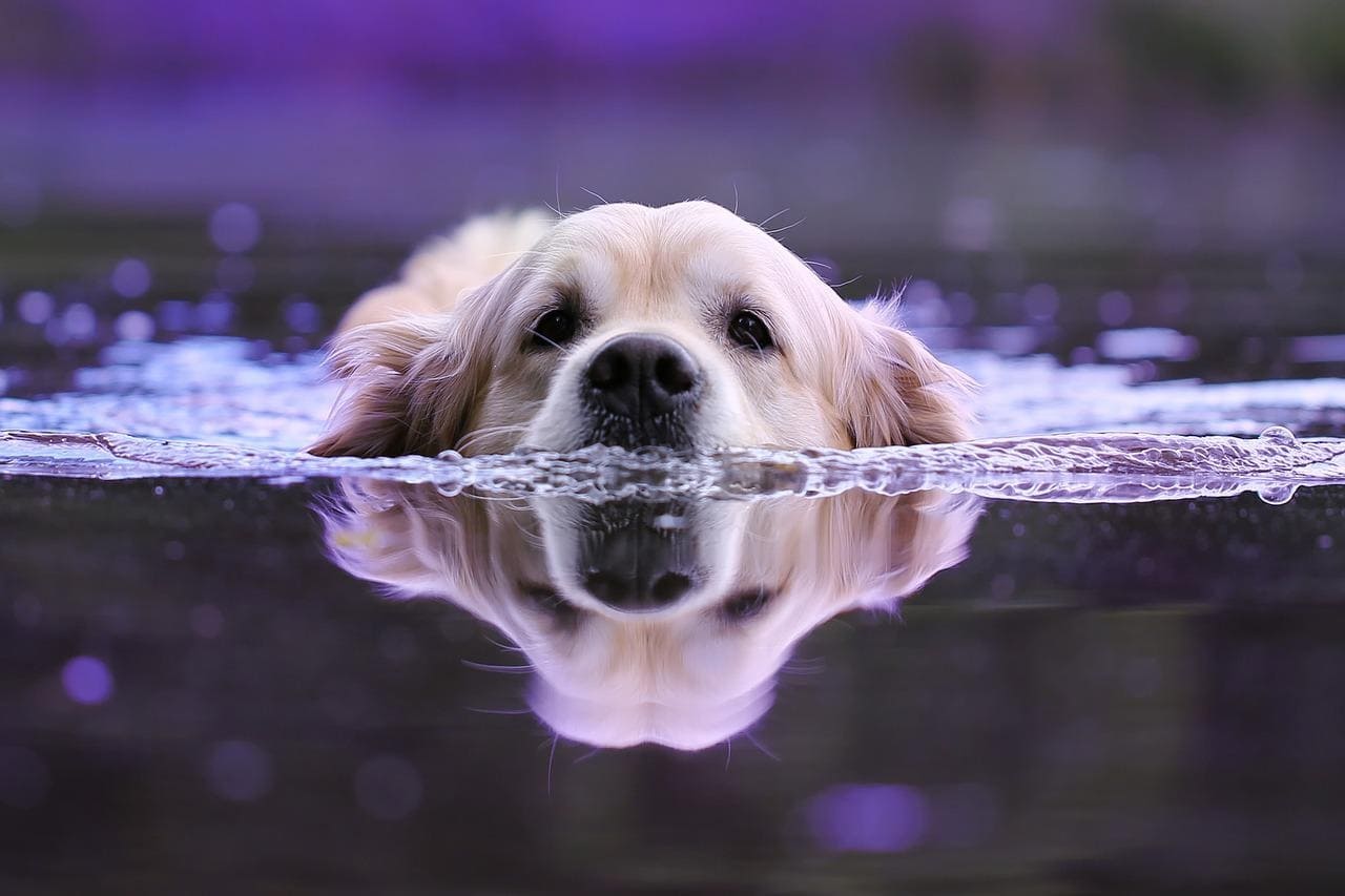 cane soffre il caldo