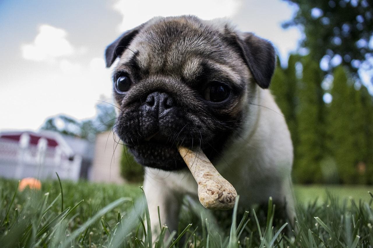 cane che mangia