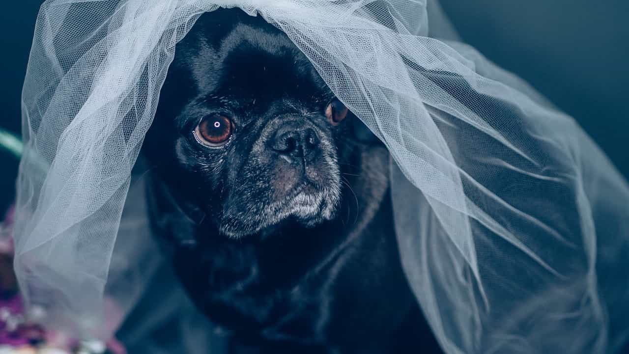 Matrimonio tra cani, la sposa