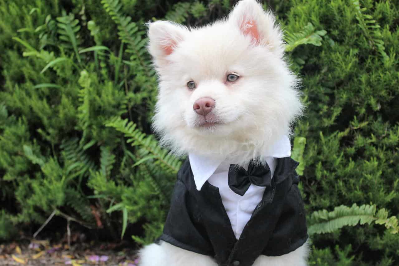 Wedding per cani