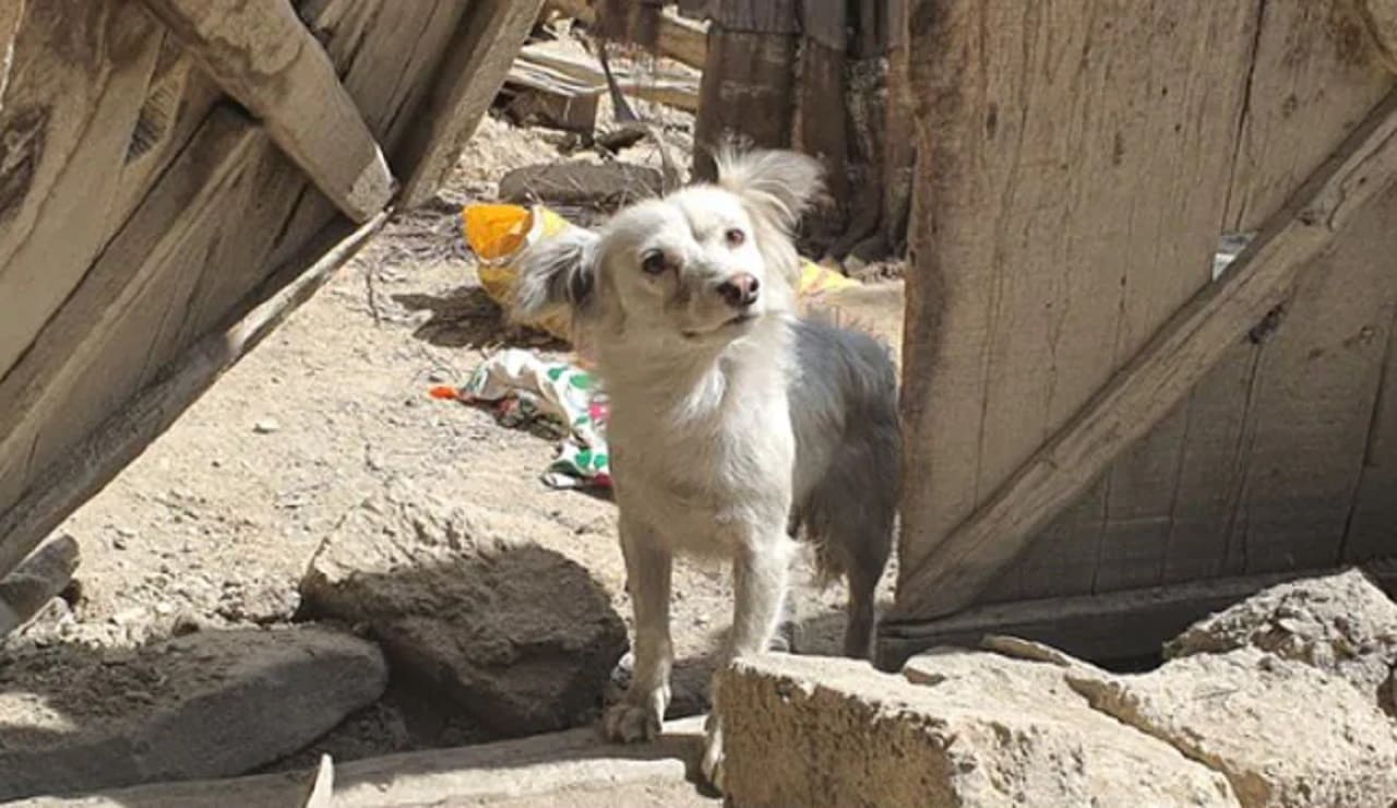 cane cerca padroni