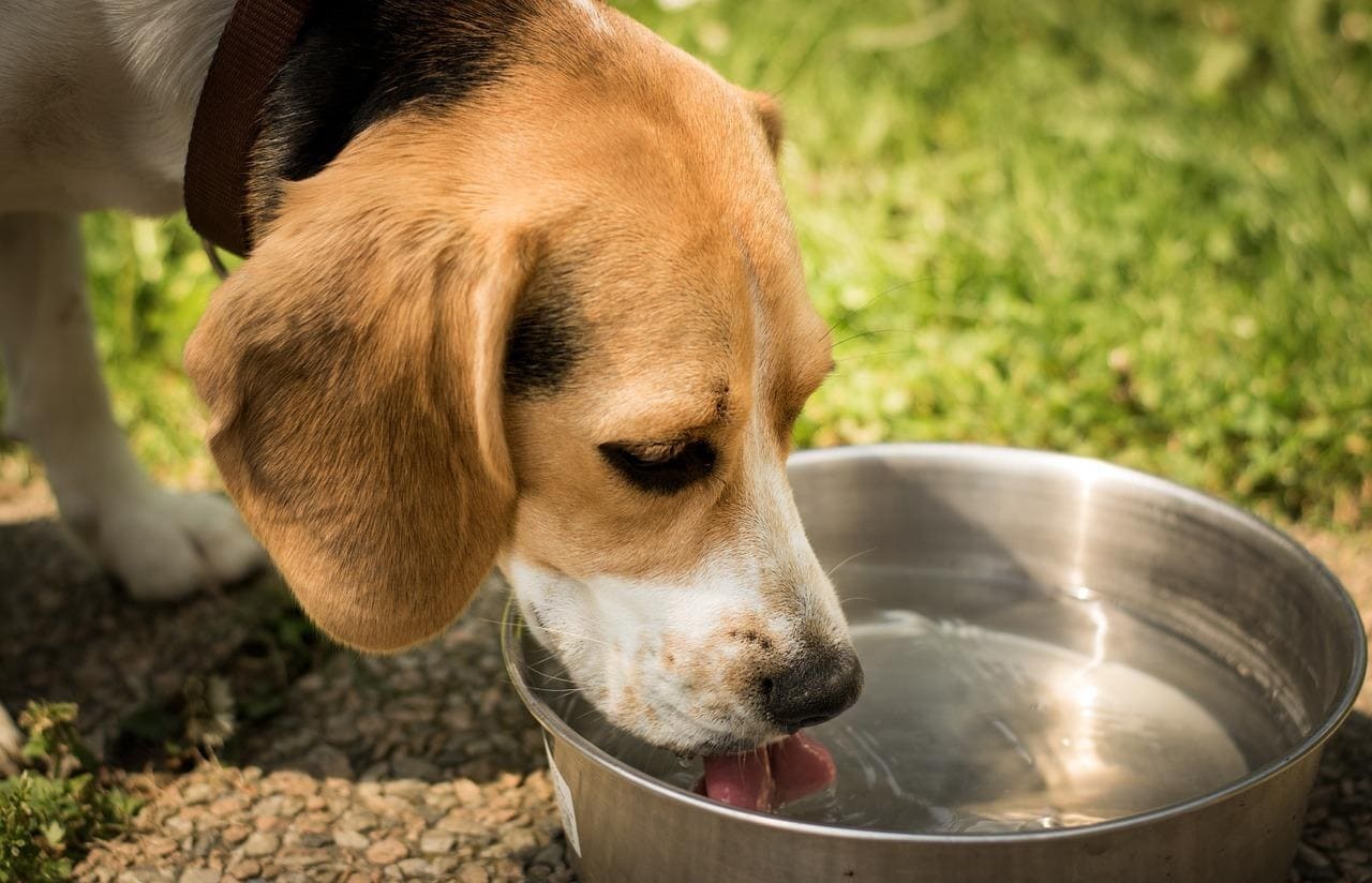 cane beve acqua