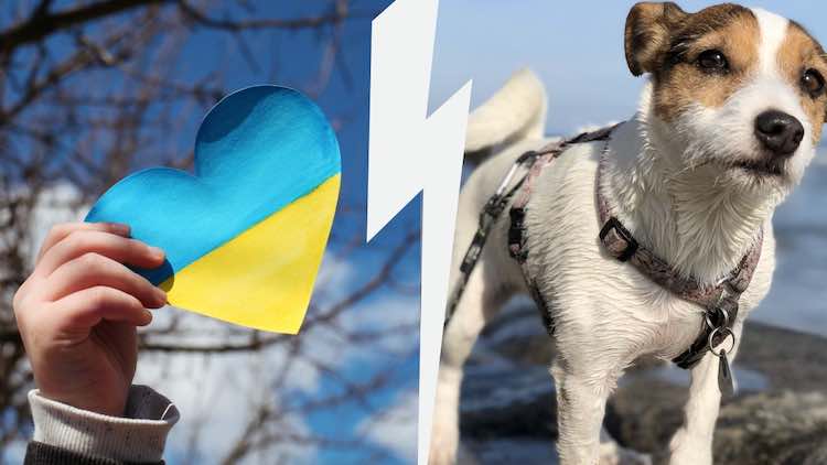sorte cani in ucraina