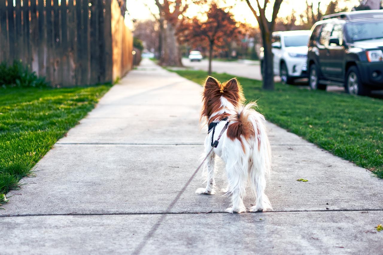 quartiere sicuro con i cani