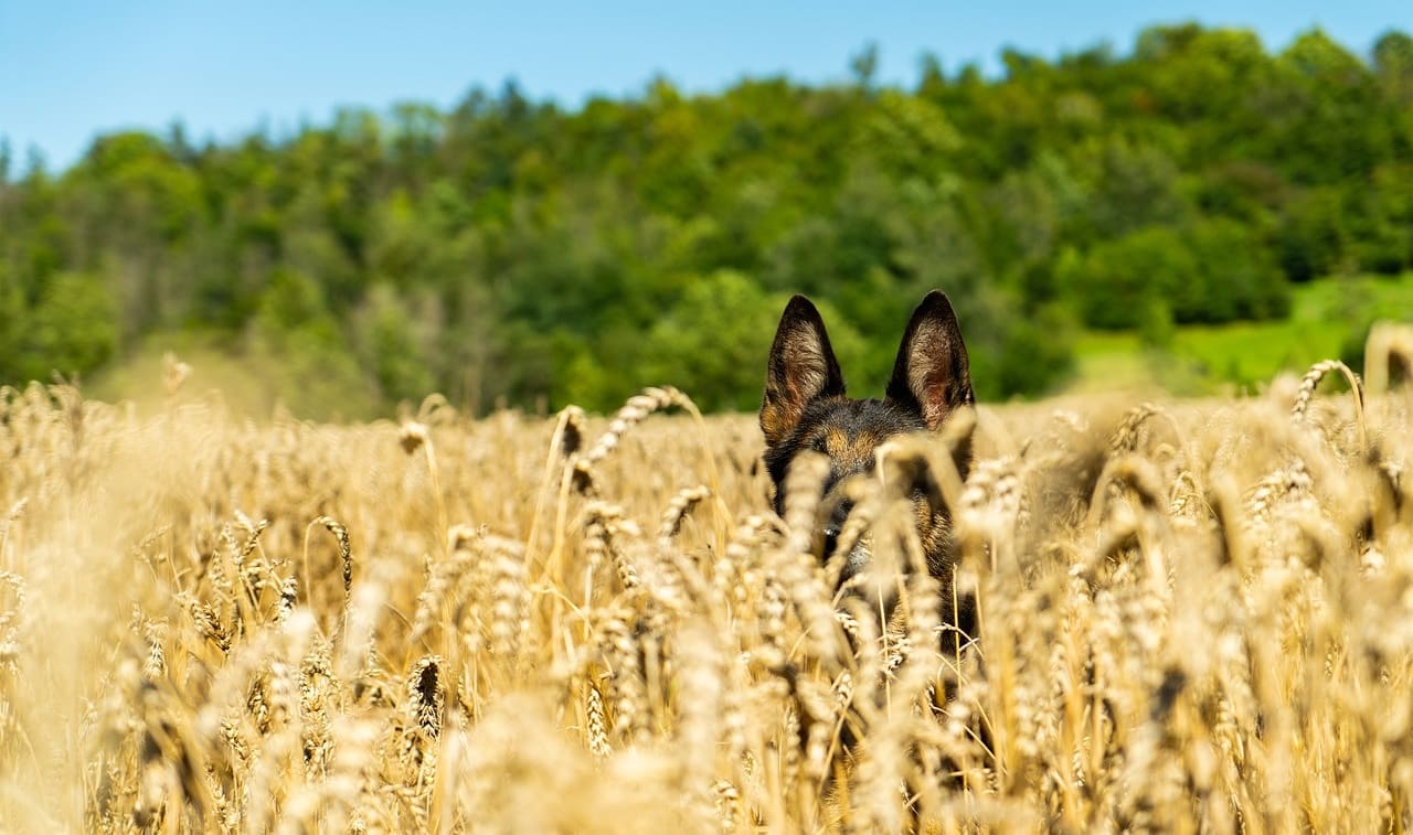 cereali per cani