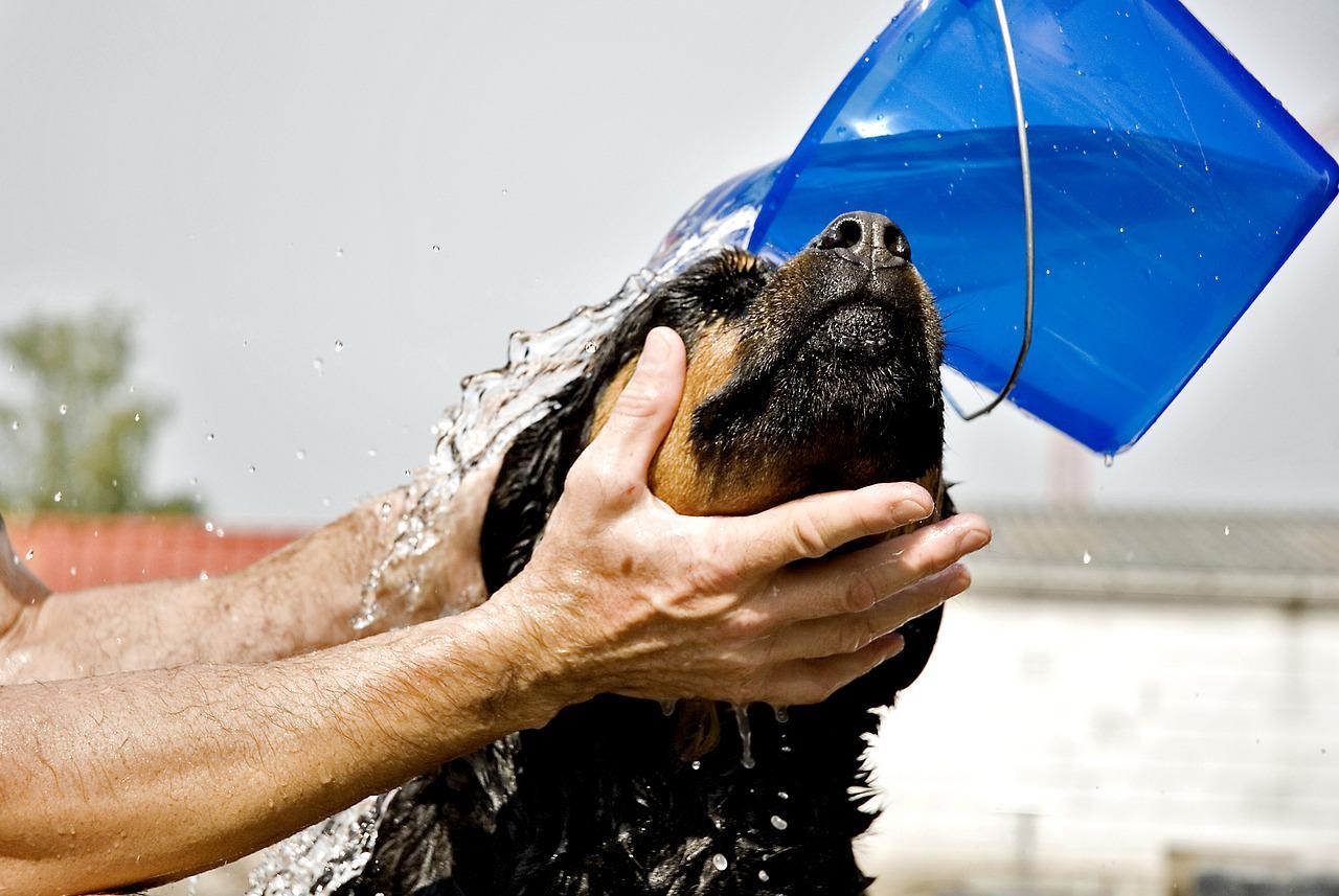 fare bagnetto al cane