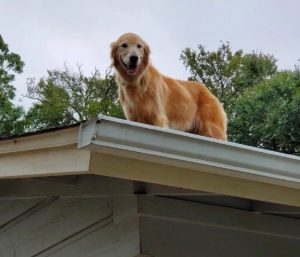 il cane huckleberry sale sul tetto
