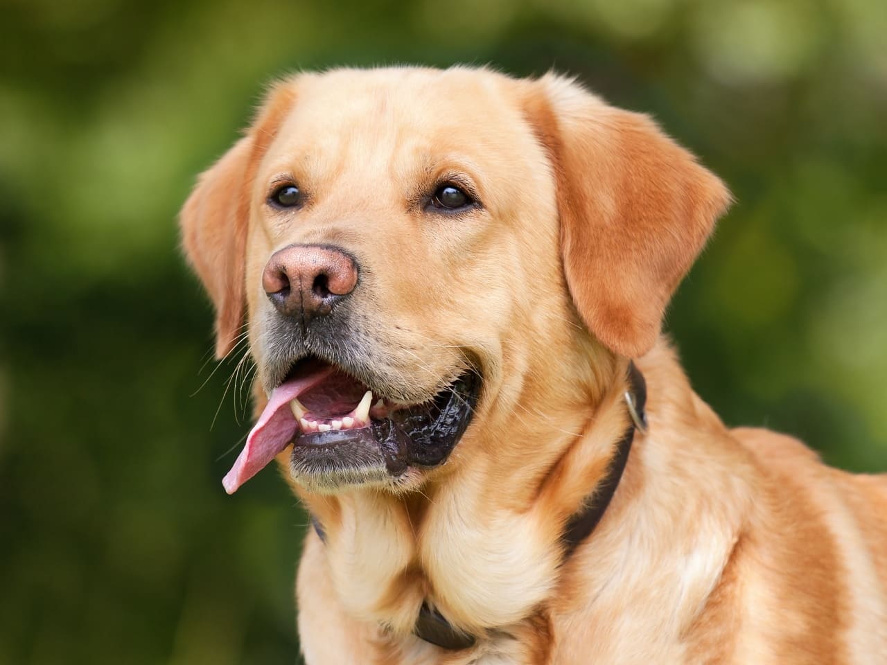 labrador adotta anatroccoli