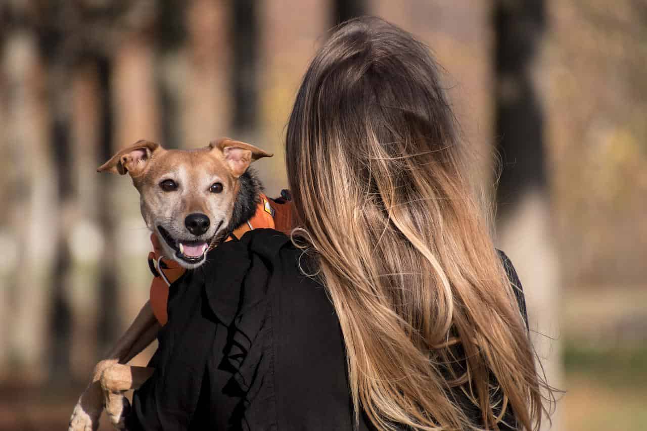legge per affidamento cani dopo il divorzio
