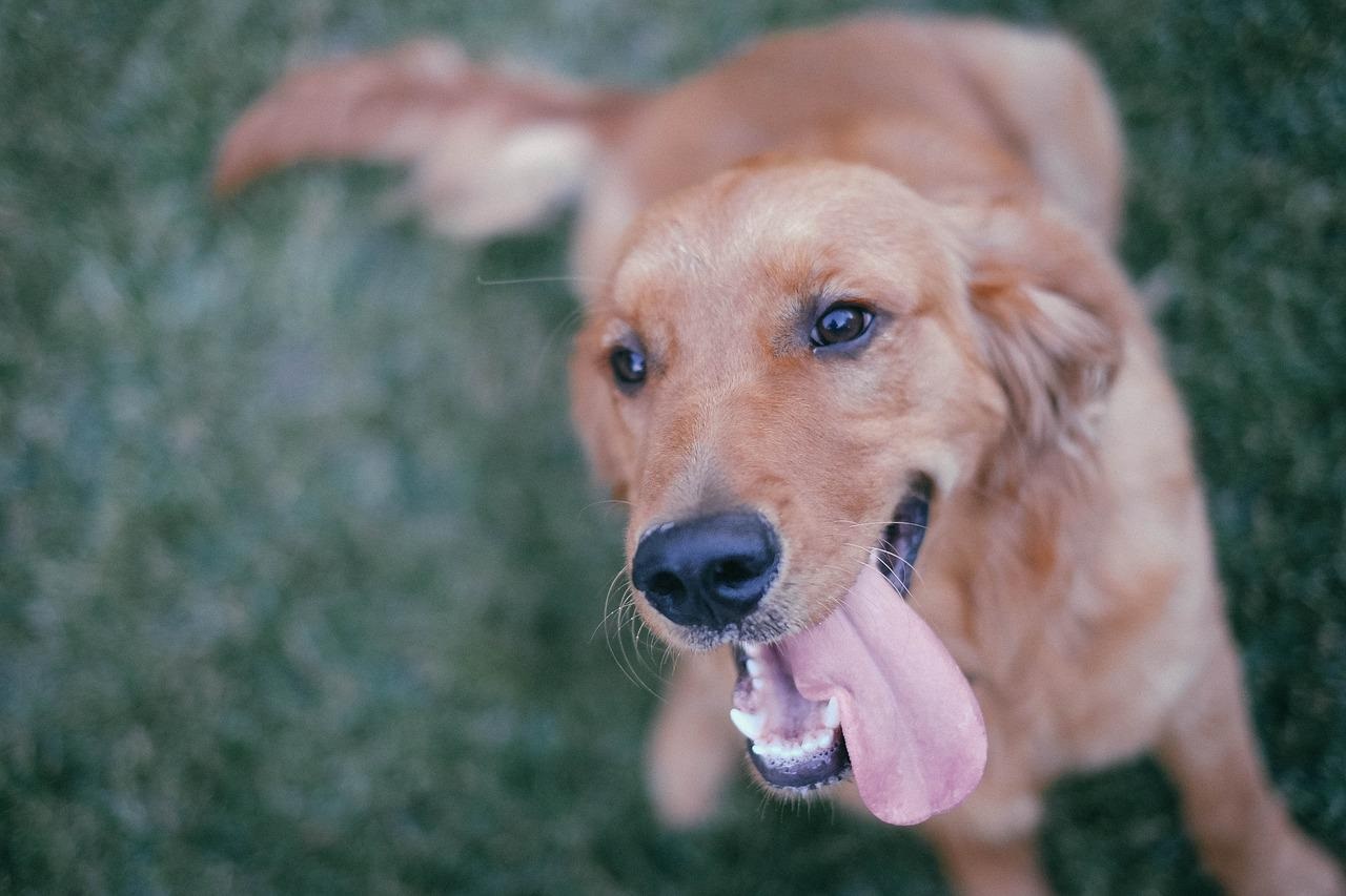 questo cane ha una particolare abitudine