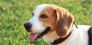Il beagle, un cane spesso testardo