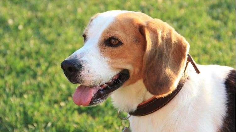 Il beagle, un cane spesso testardo