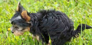 Pulizia degli escrementi del cane