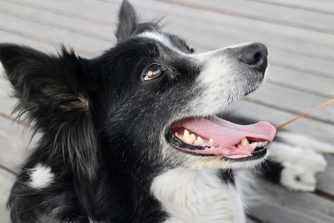 border collie