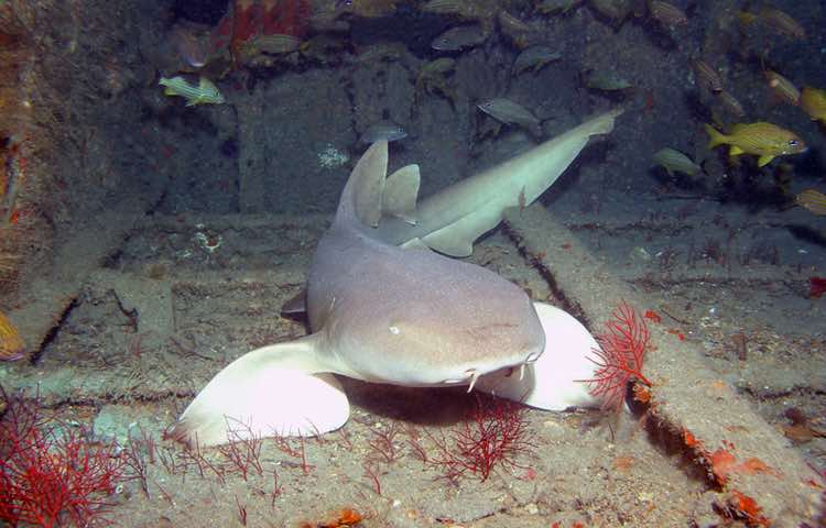 Bambino morso a entrambe le gambe dagli squali nutrice alla Bahamas