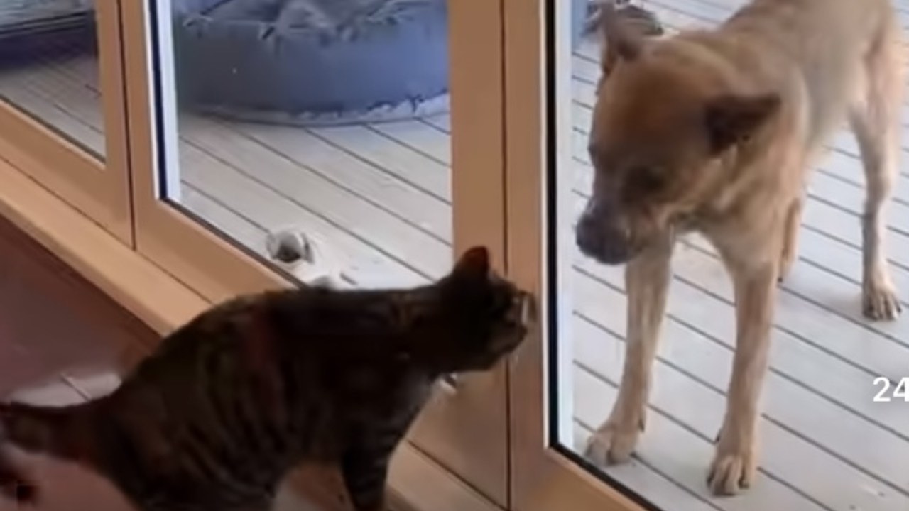 Cane e gatto che si rivedono dopo un anno- ecco la loro reazione