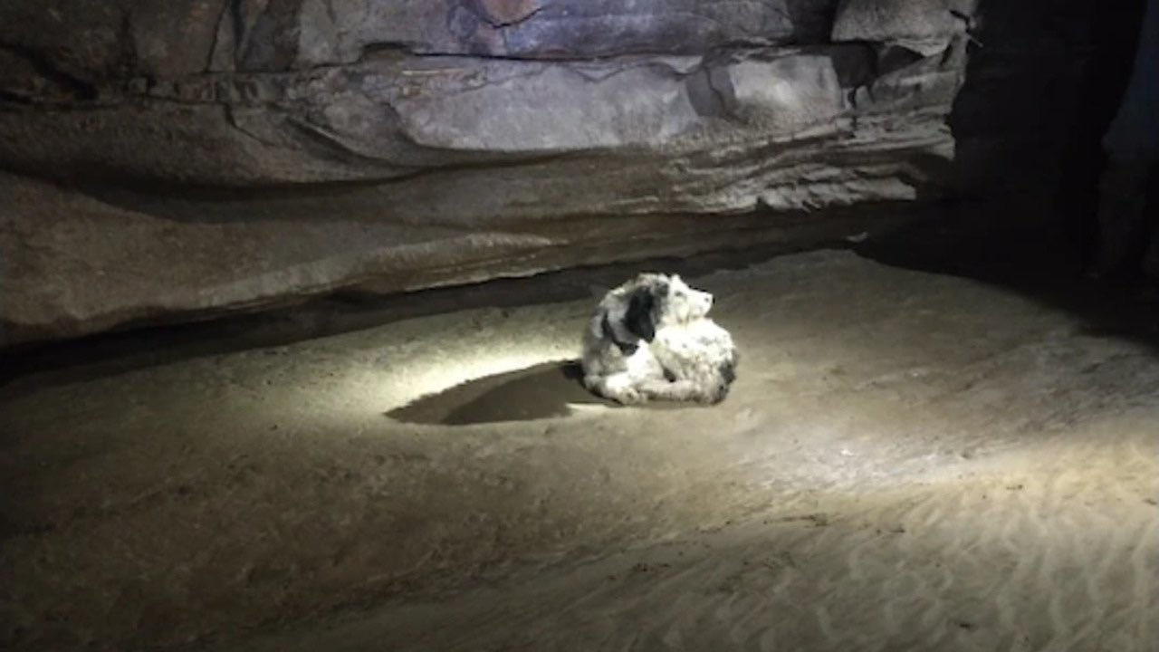 Cane scomparso ritrovato in una cava a più di 150 metri sottoterra