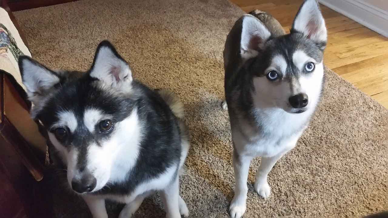 Due cani mangiano un biglietto vincente della lotteria!