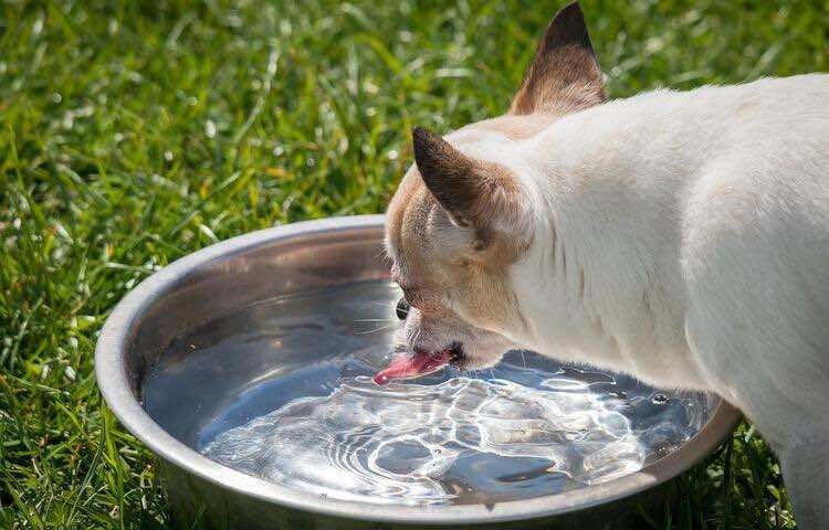 È pericoloso far bere il tuo cane dal water?