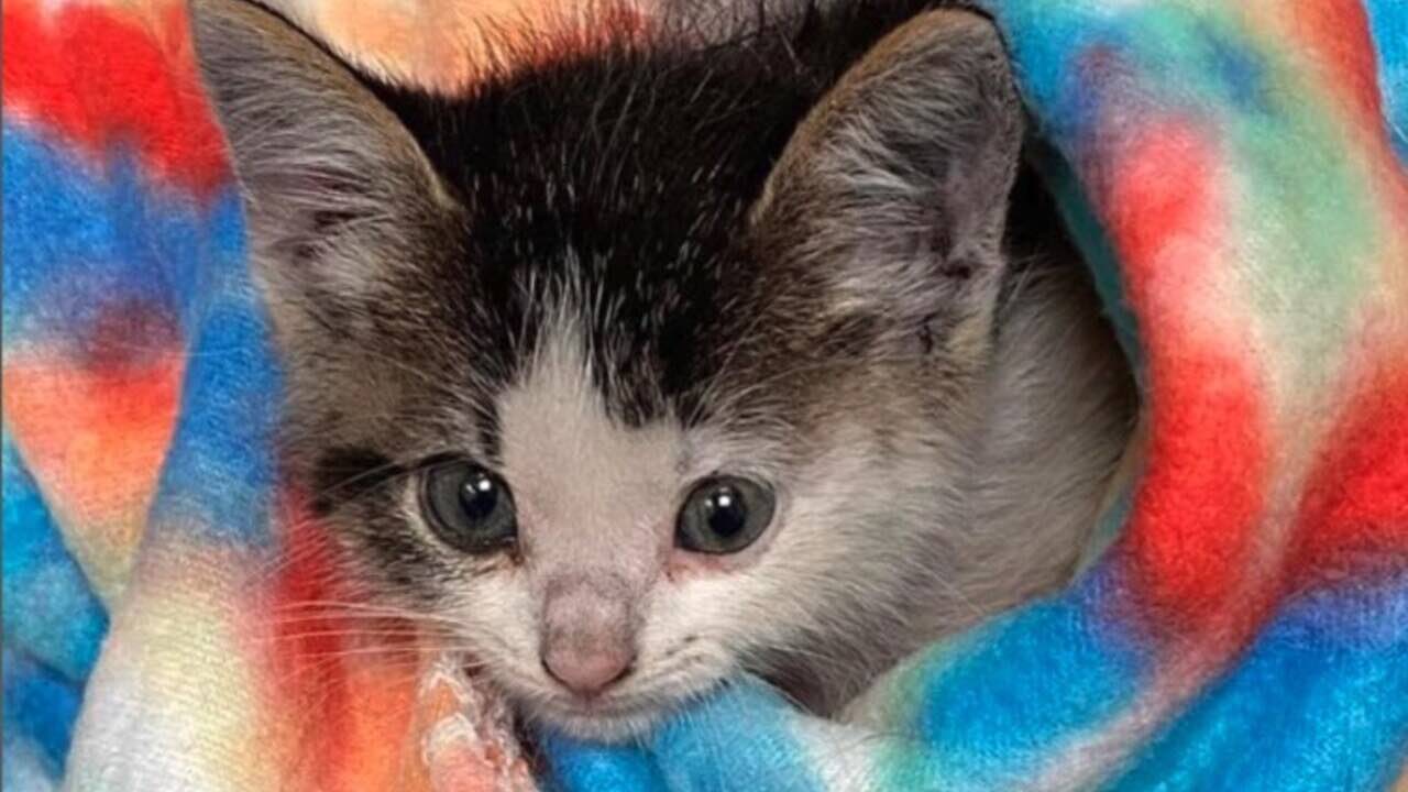 Gattina salvata dopo 40 ore di sofferenza in un tubo di scarico