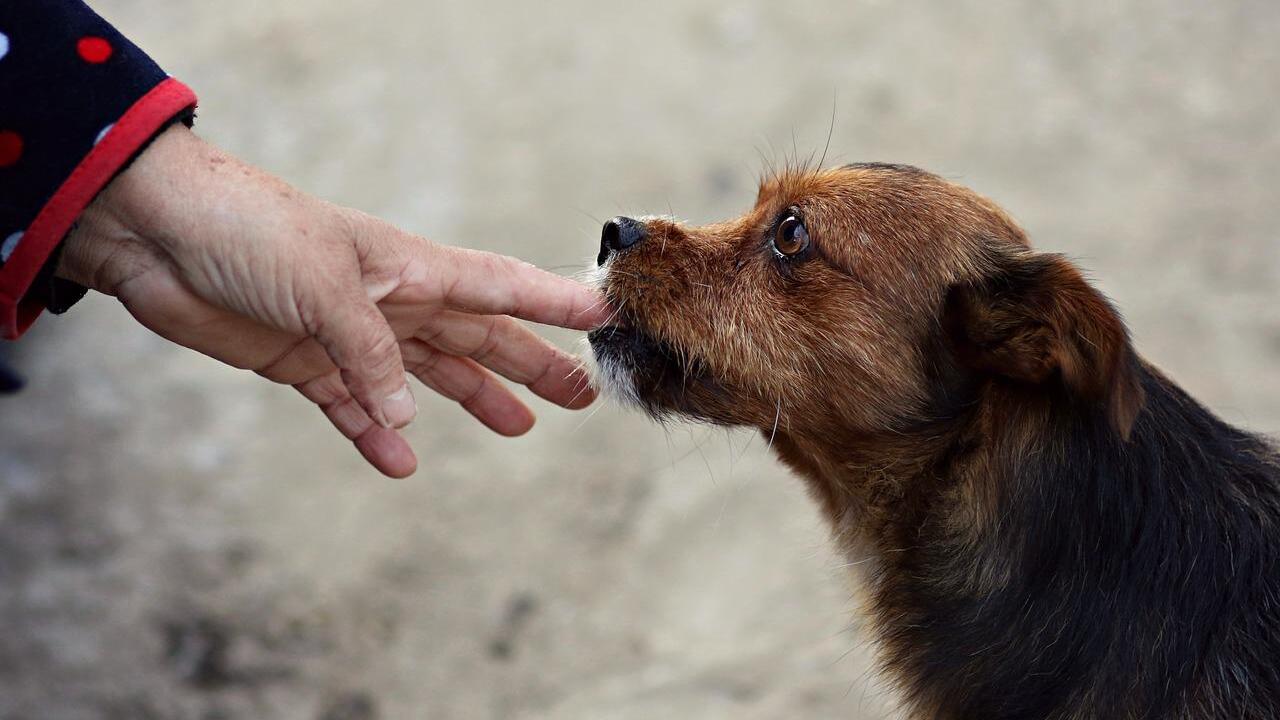 Il tuo cane ti morde spesso le mani?