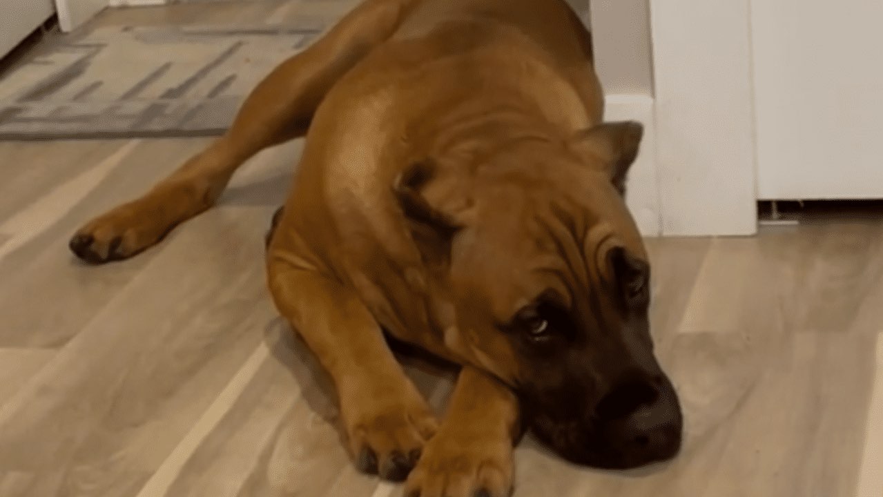 Il video che ha commosso tutti un cane a cui manca il suo papà
