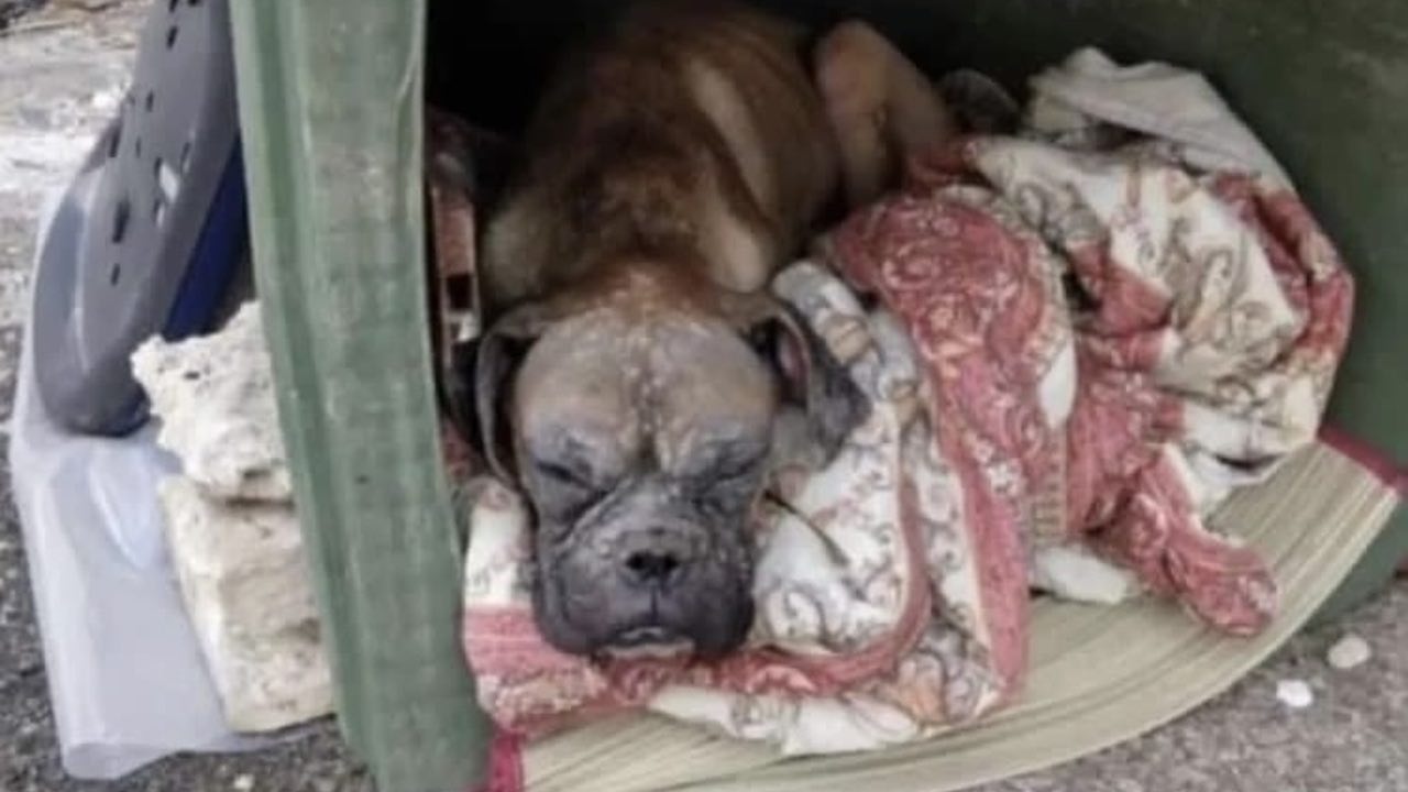 Imai abbandonata in una discarica sta diventando un cane che salva le vite