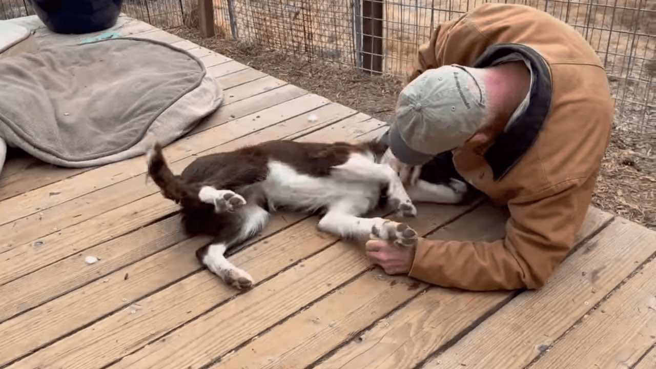 L’incredibile reazione di questo cane che ha rivisto l’uomo che l’ha salvato