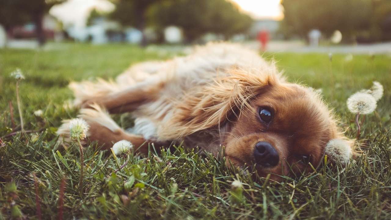 Scopri perché il tuo cane ama rotolarsi nell’erba