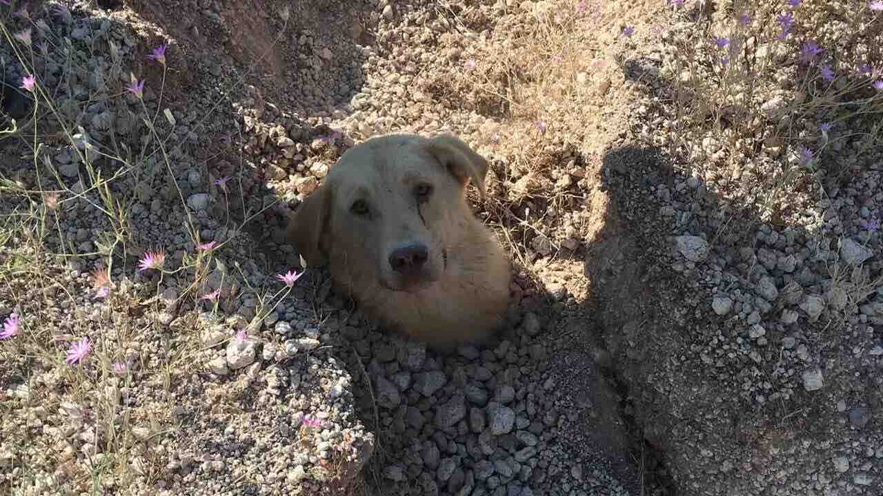 Trova un cane sepolto fino al collo
