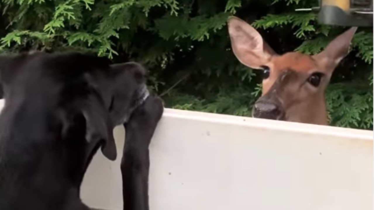 Un cervo fa amicizia con il cane oltre il recinto