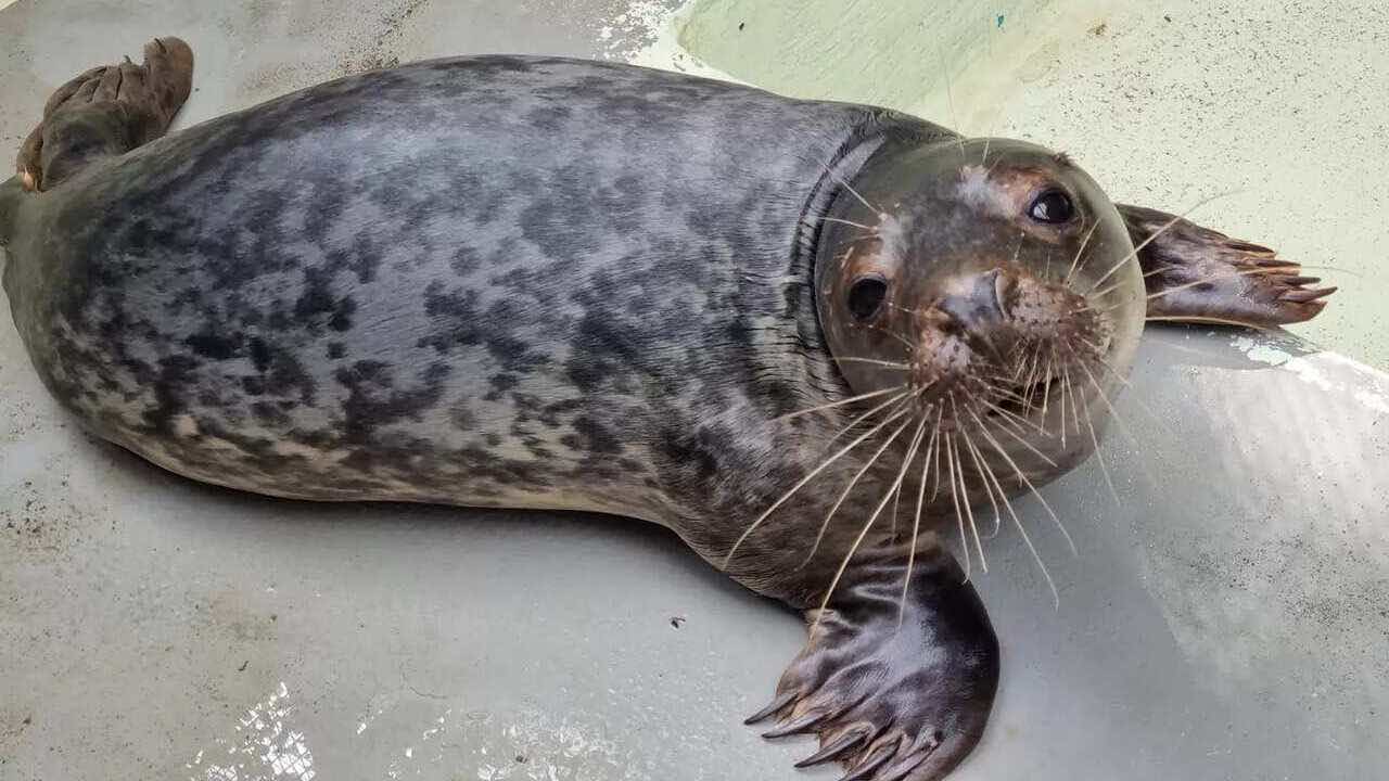 Una foca evade dal recinto dove la stanno curando e cambia look!