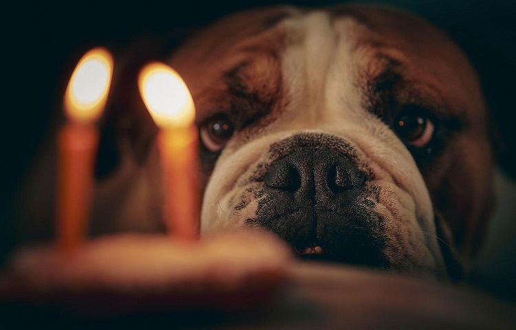 Compleanno del cane