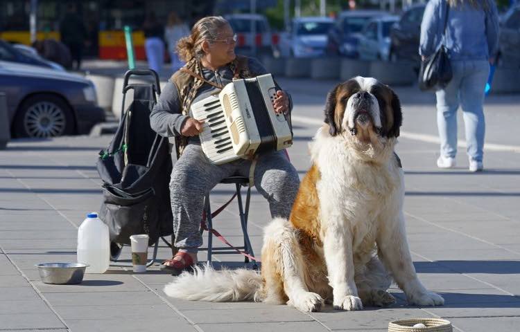 Al tuo cane piace ascoltare la musica?
