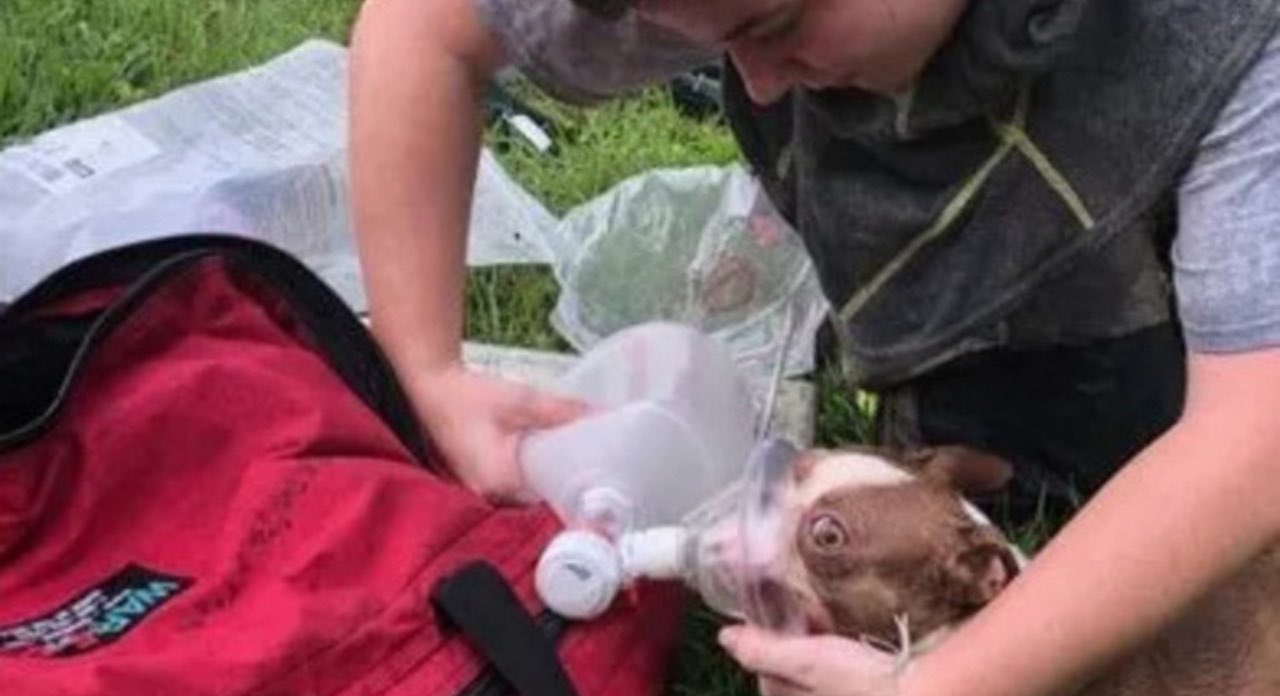 Autista di Amazon salva la vita a 3 cuccioli dopo aver avvistato una casa in fiamme