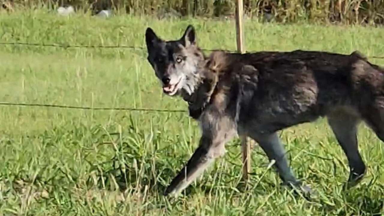 Avvistato un lupo vicino a un asilo nido la verità scoperta dalla polizia
