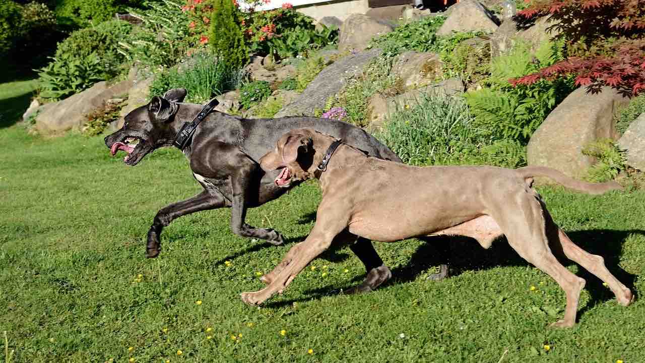 Cani trovati a giocare in cortile con un teschio umano 