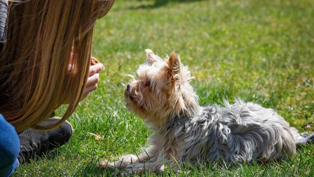 Come insegno al mio cane a dare la zampa? news.cani.it