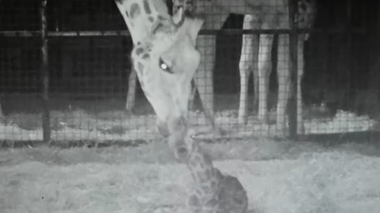Cucciolo di giraffa in via di estinzione nasce con una maestosa caduta